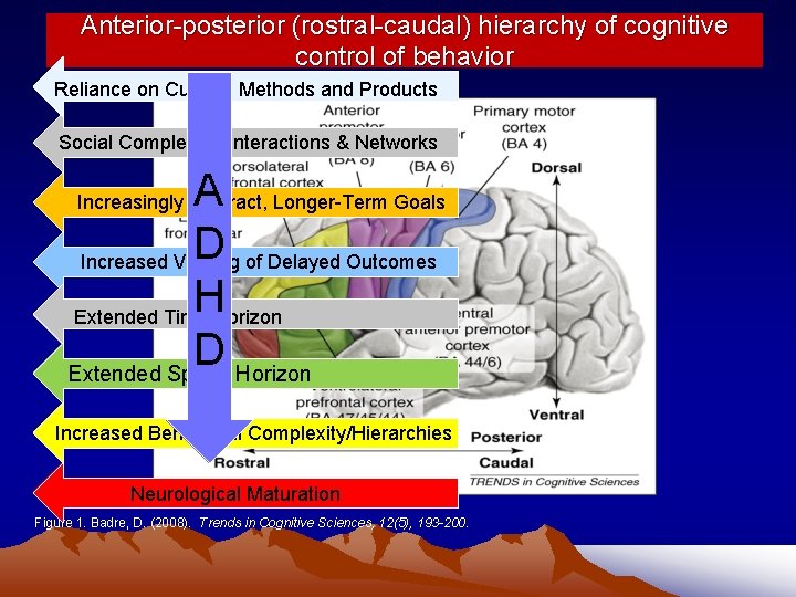 Anterior-posterior (rostral-caudal) hierarchy of cognitive control of behavior Reliance on Cultural Methods and Products