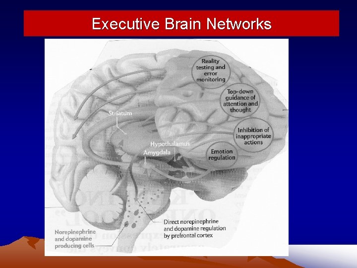 Executive Brain Networks 