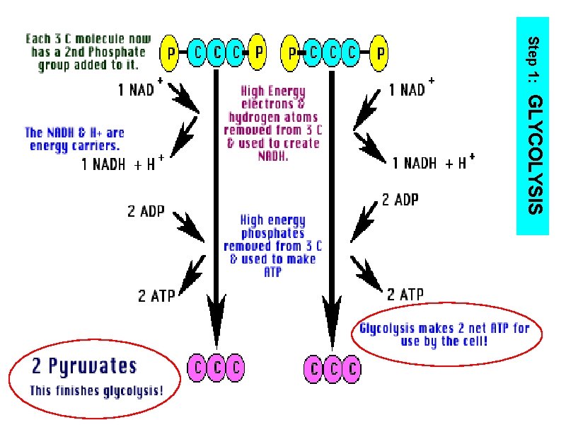 Step 1: GLYCOLYSIS 