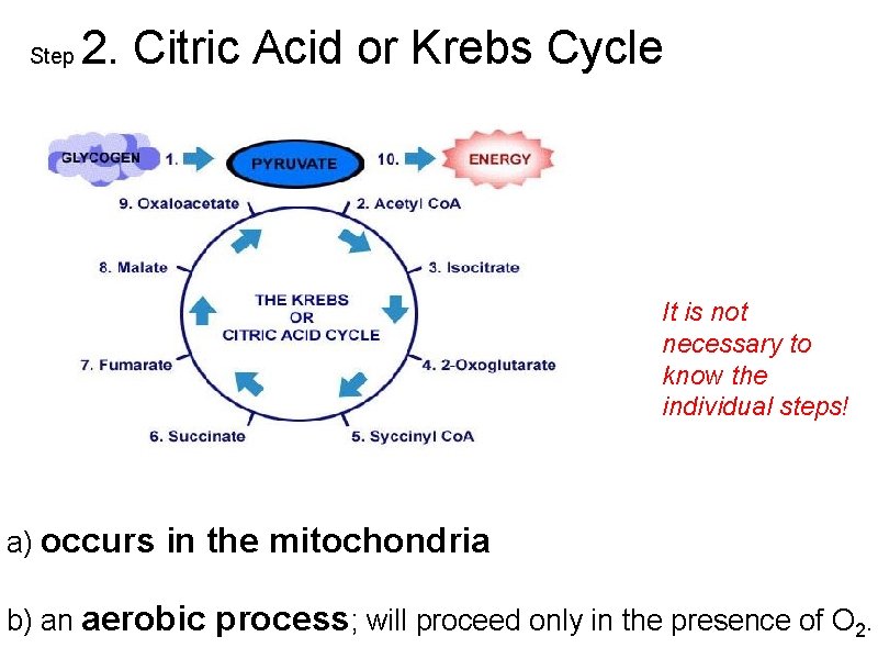 Step 2. Citric Acid or Krebs Cycle It is not necessary to know the