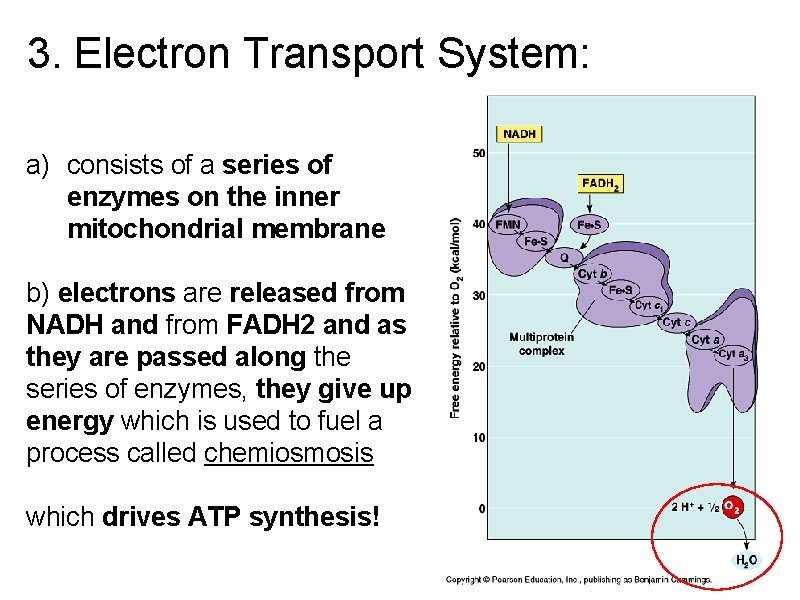 3. Electron Transport System: a) consists of a series of enzymes on the inner