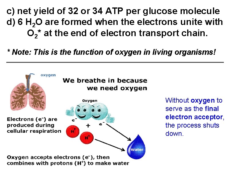 c) net yield of 32 or 34 ATP per glucose molecule d) 6 H