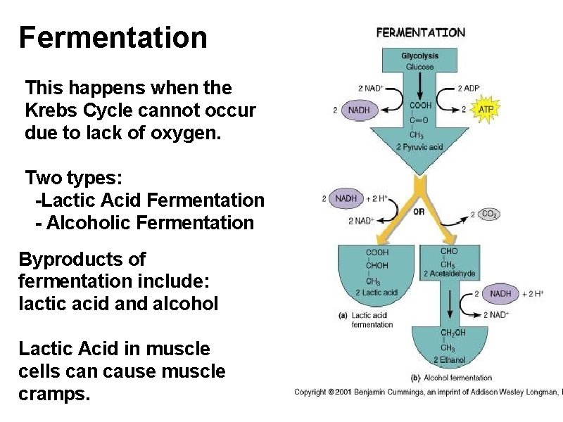 Fermentation This happens when the Krebs Cycle cannot occur due to lack of oxygen.