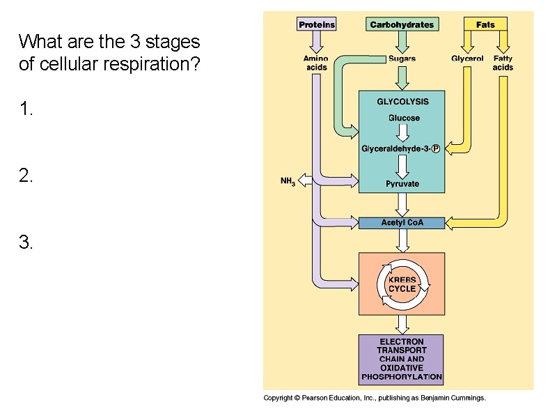 What are the 3 stages of cellular respiration? 1. 2. 3. 