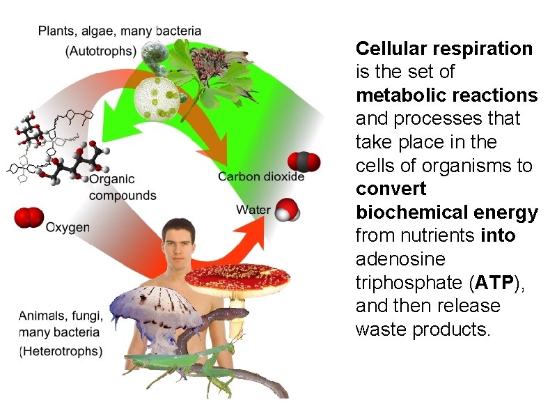 Cellular respiration is the set of metabolic reactions and processes that take place in