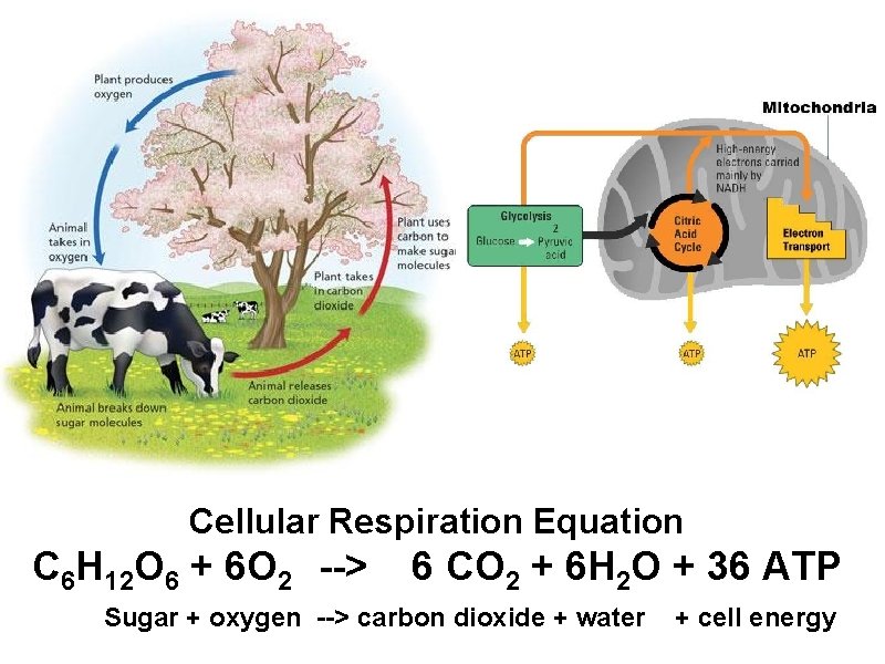  Cellular Respiration Equation C 6 H 12 O 6 + 6 O 2