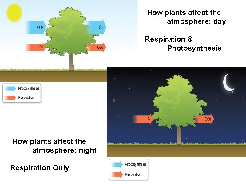  How plants affect the atmosphere: day Respiration & Photosynthesis How plants affect the