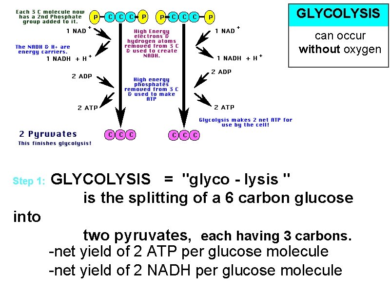 GLYCOLYSIS can occur without oxygen Step 1: GLYCOLYSIS = "glyco - lysis " is