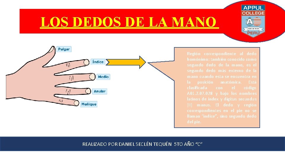 LOS DEDOS DE LA MANO Región correspondiente al dedo homónimo: también conocido como segundo