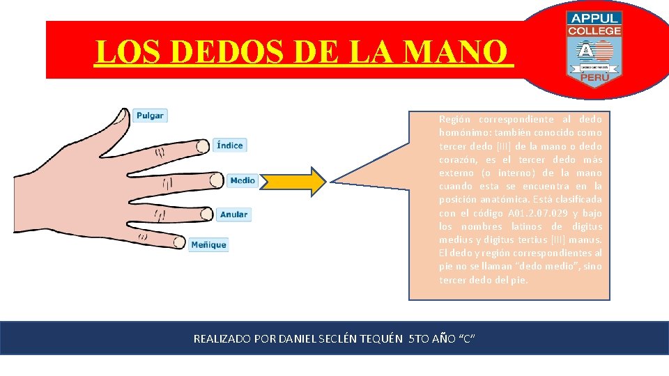 LOS DEDOS DE LA MANO Región correspondiente al dedo homónimo: también conocido como tercer