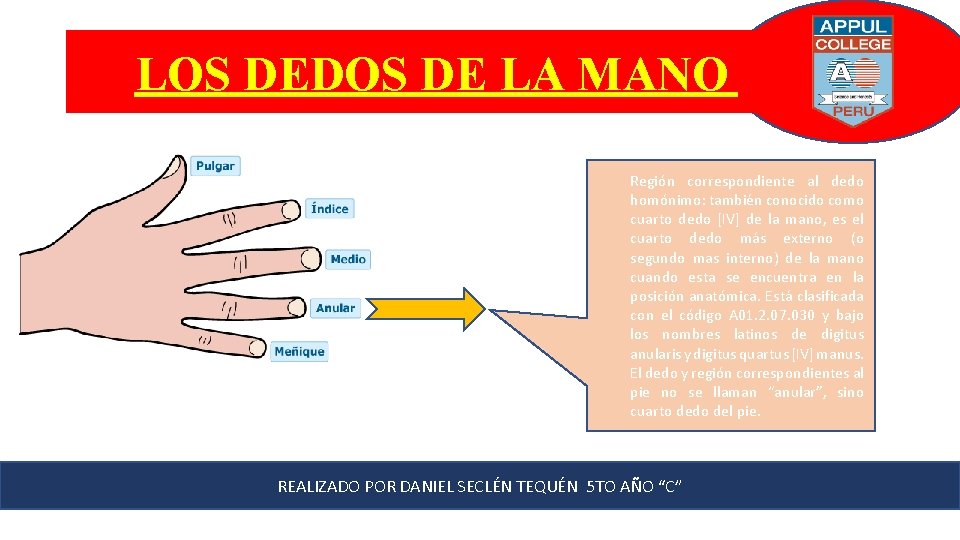 LOS DEDOS DE LA MANO Región correspondiente al dedo homónimo: también conocido como cuarto