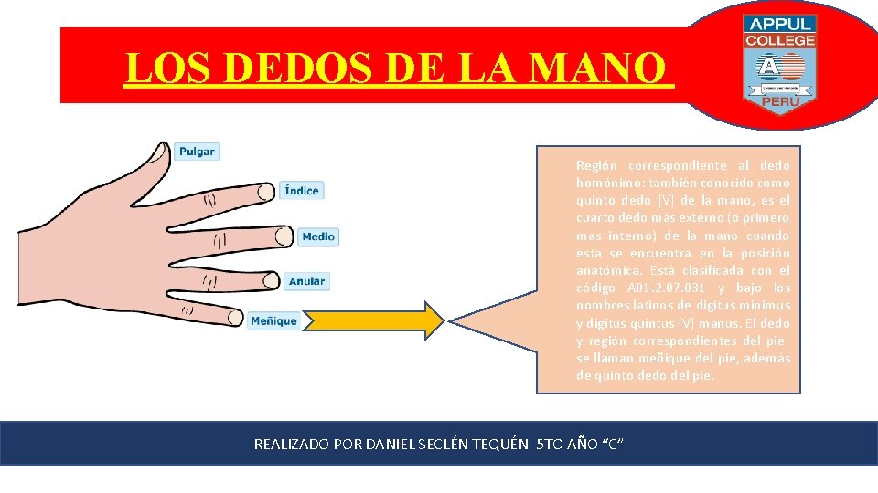 LOS DEDOS DE LA MANO Región correspondiente al dedo homónimo: también conocido como quinto