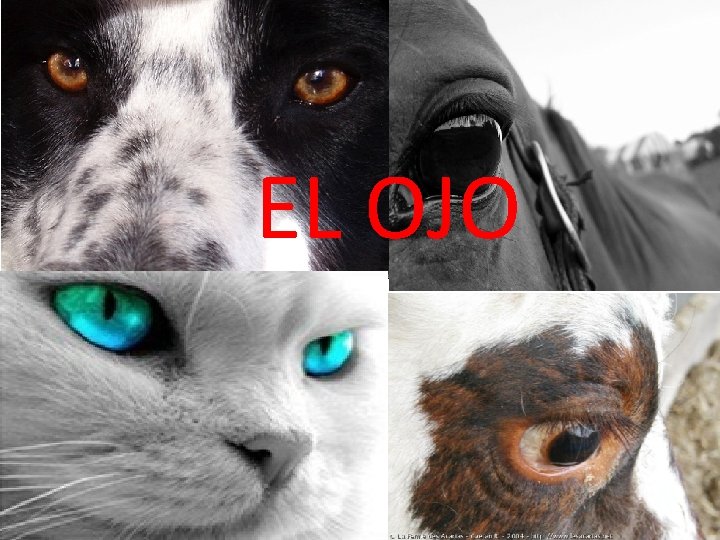 EL OJO 