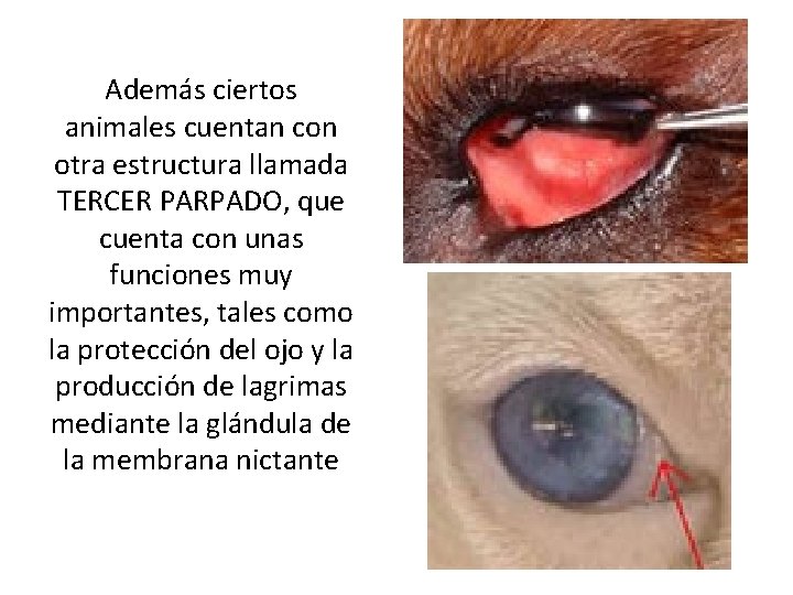 Además ciertos animales cuentan con otra estructura llamada TERCER PARPADO, que cuenta con unas