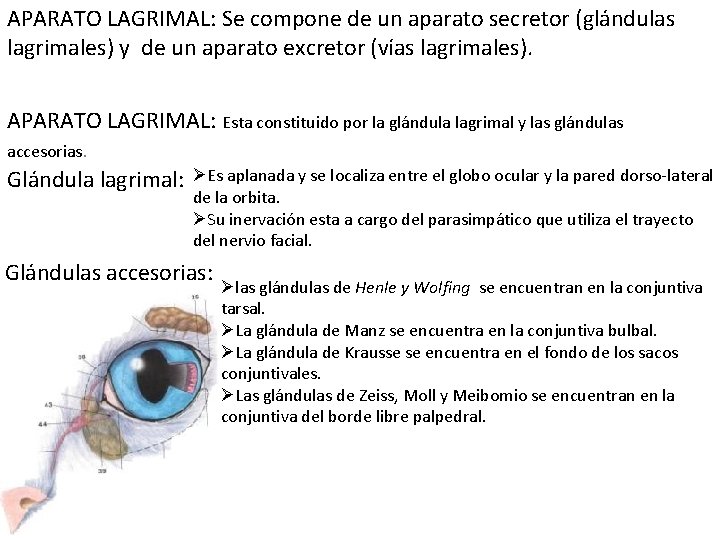 APARATO LAGRIMAL: Se compone de un aparato secretor (glándulas lagrimales) y de un aparato