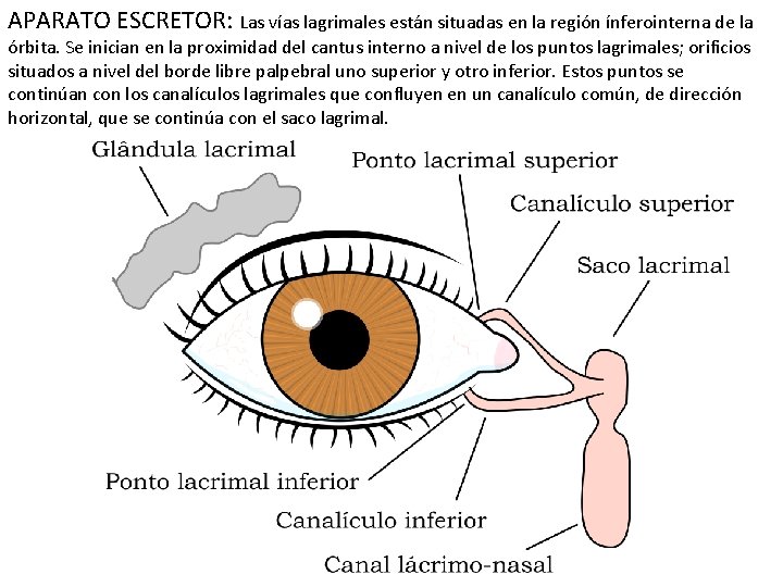 APARATO ESCRETOR: Las vías lagrimales están situadas en la región ínferointerna de la órbita.