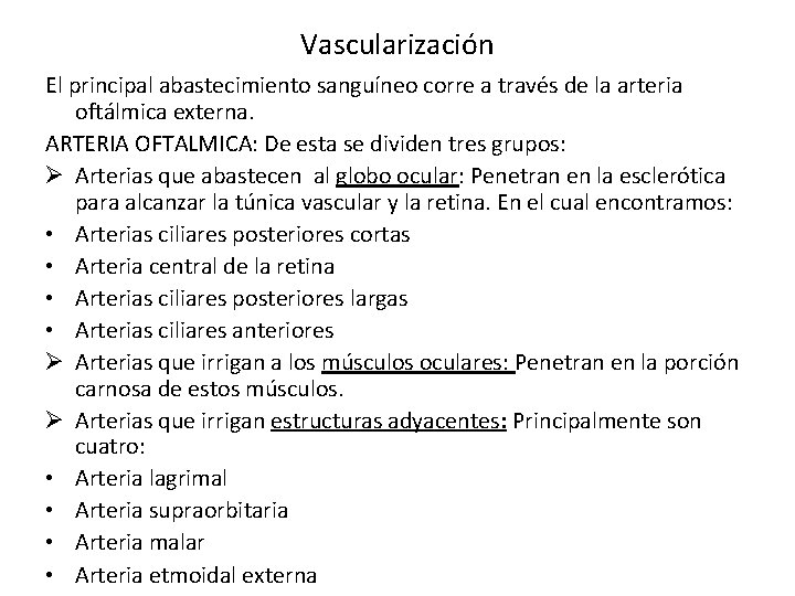 Vascularización El principal abastecimiento sanguíneo corre a través de la arteria oftálmica externa. ARTERIA