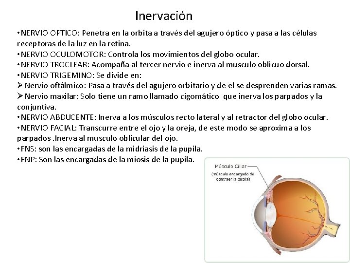 Inervación • NERVIO OPTICO: Penetra en la orbita a través del agujero óptico y