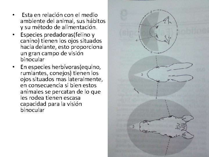 Esta en relación con el medio ambiente del animal, sus hábitos y su método