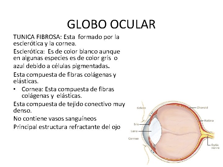 GLOBO OCULAR TUNICA FIBROSA: Esta formado por la esclerótica y la cornea. Esclerótica: Es