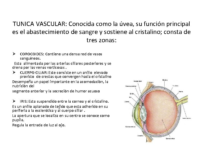 TUNICA VASCULAR: Conocida como la úvea, su función principal es el abastecimiento de sangre