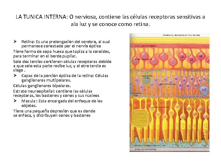 LA TUNICA INTERNA: O nerviosa, contiene las células receptoras sensitivas a ala luz y
