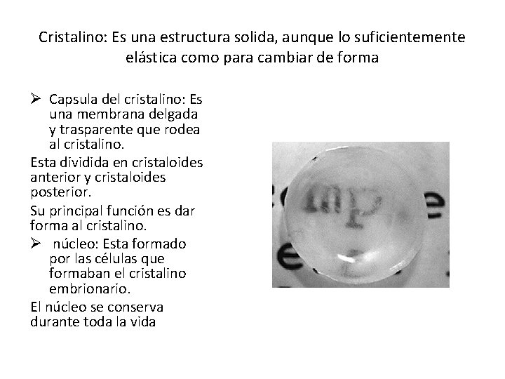 Cristalino: Es una estructura solida, aunque lo suficientemente elástica como para cambiar de forma