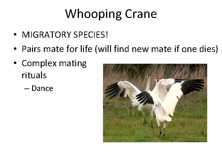 Whooping Crane • MIGRATORY SPECIES! • Pairs mate for life (will find new mate