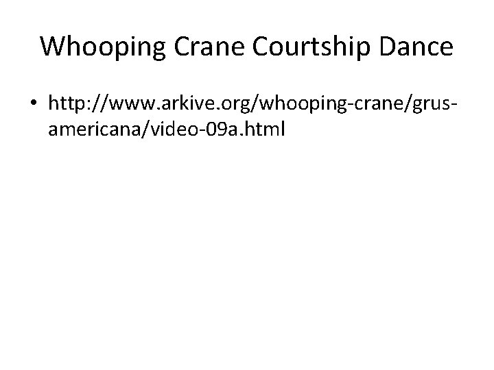 Whooping Crane Courtship Dance • http: //www. arkive. org/whooping-crane/grusamericana/video-09 a. html 