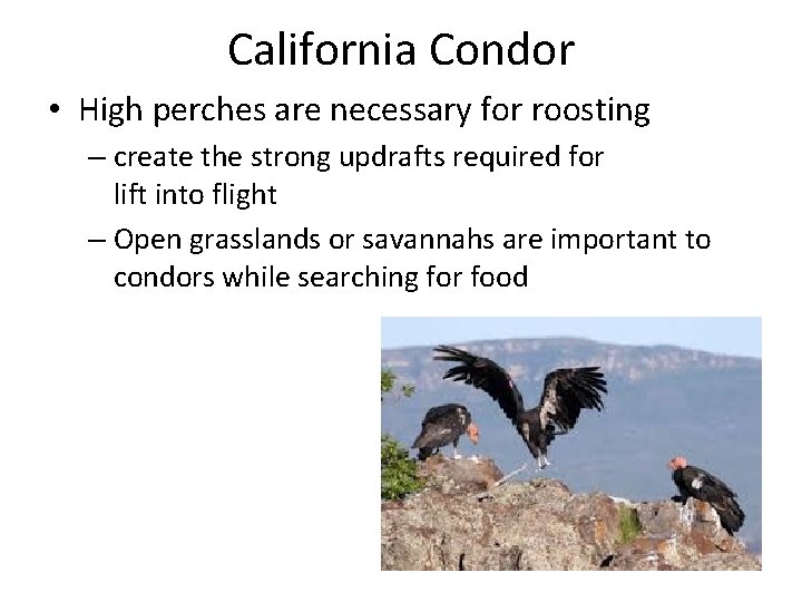 California Condor • High perches are necessary for roosting – create the strong updrafts