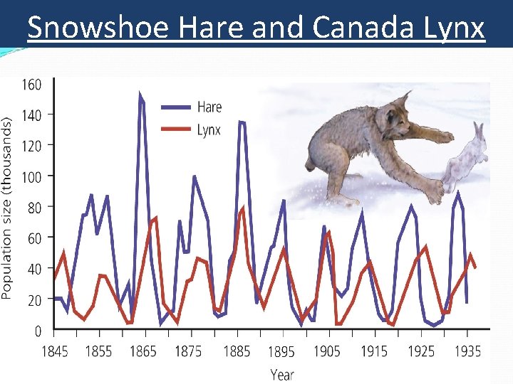 Snowshoe Hare and Canada Lynx 