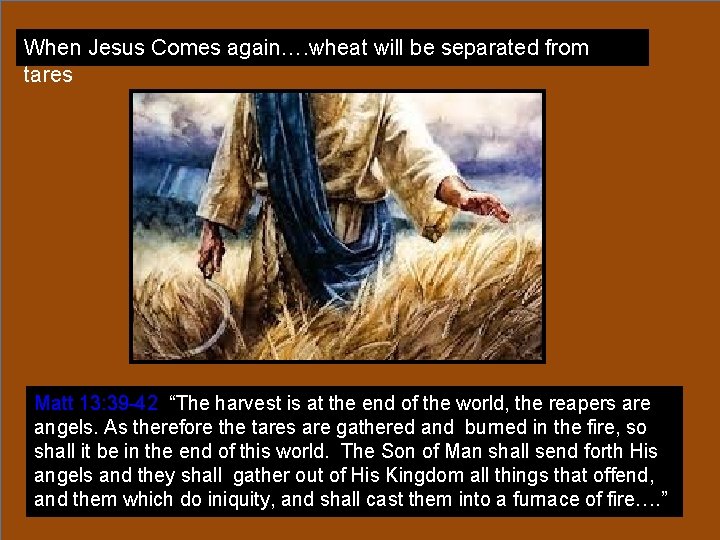 When Jesus Comes again…. wheat will be separated from tares Matt 13: 39 -42