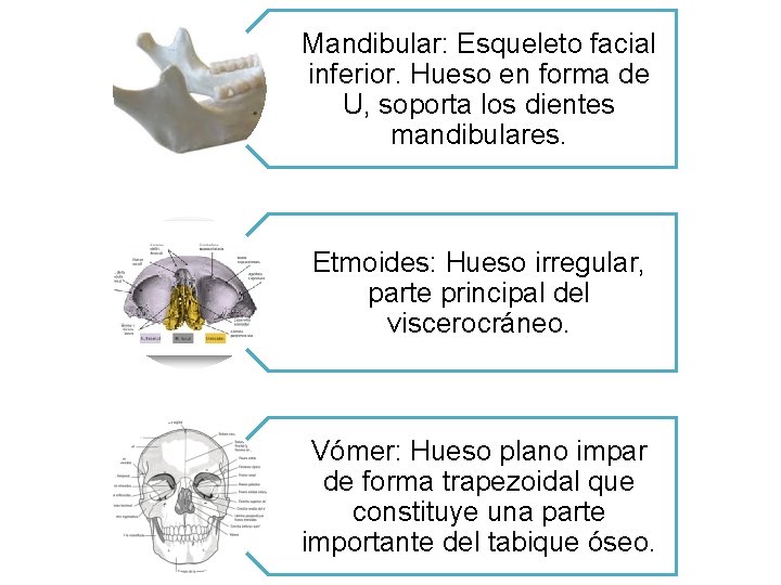 Mandibular: Esqueleto facial inferior. Hueso en forma de U, soporta los dientes mandibulares. Etmoides: