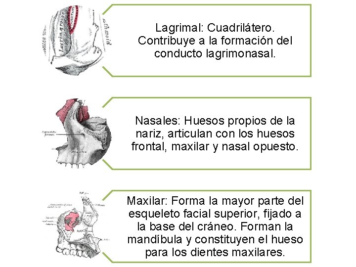 Lagrimal: Cuadrilátero. Contribuye a la formación del conducto lagrimonasal. Nasales: Huesos propios de la