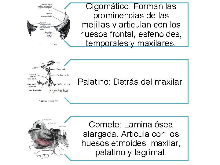 Cigomático: Forman las prominencias de las mejillas y articulan con los huesos frontal, esfenoides,