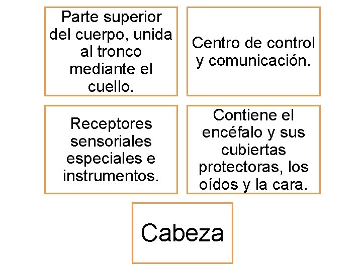 Parte superior del cuerpo, unida al tronco mediante el cuello. Centro de control y