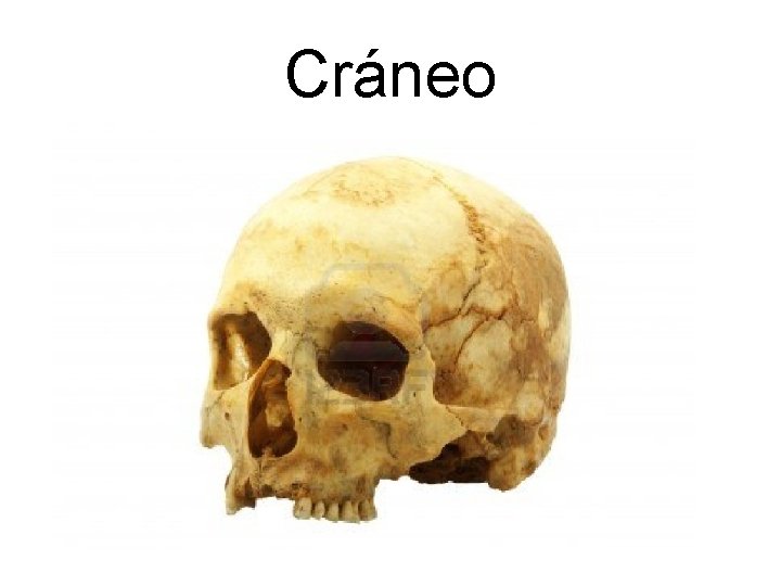Cráneo 