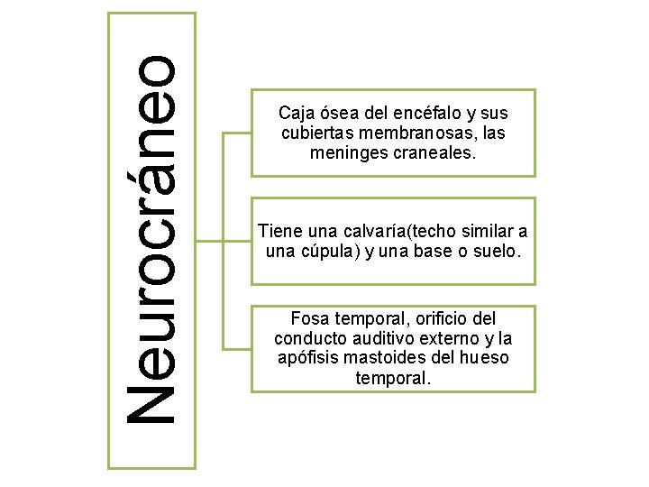 Neurocráneo Caja ósea del encéfalo y sus cubiertas membranosas, las meninges craneales. Tiene una