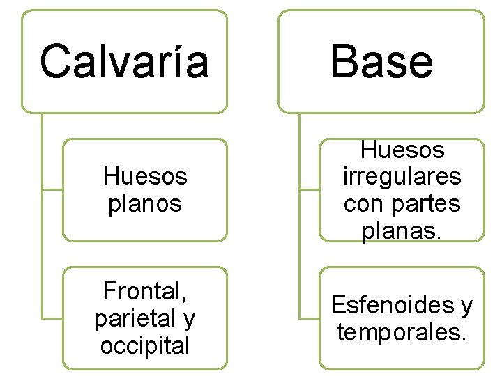 Calvaría Base Huesos planos Huesos irregulares con partes planas. Frontal, parietal y occipital Esfenoides