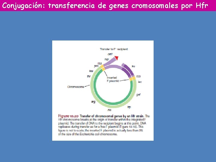Conjugación: transferencia de genes cromosomales por Hfr 