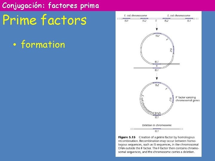 Conjugación: factores prima Prime factors • formation 