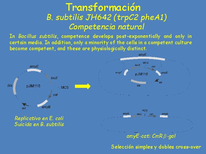 Transformación B. subtilis JH 642 (trp. C 2 phe. A 1) Competencia natural In