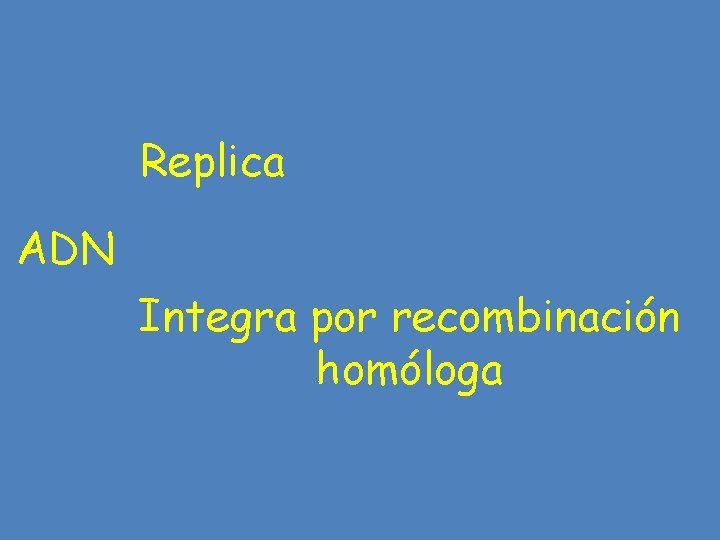 Replica ADN Integra por recombinación homóloga 