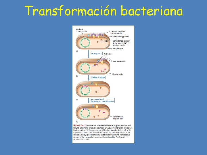 Transformación bacteriana 