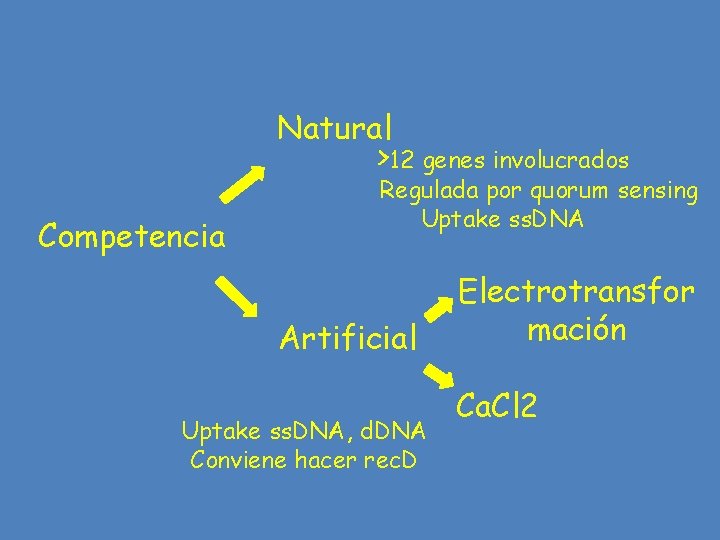 Natural >12 genes involucrados Competencia Regulada por quorum sensing Uptake ss. DNA Artificial Uptake