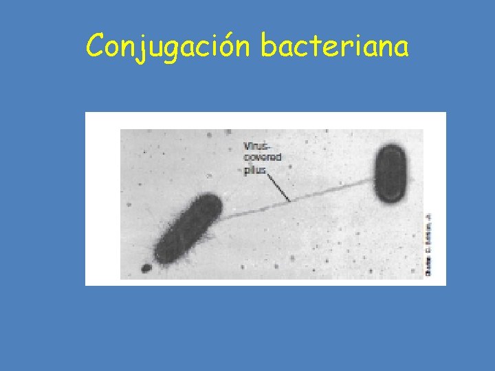 Conjugación bacteriana 