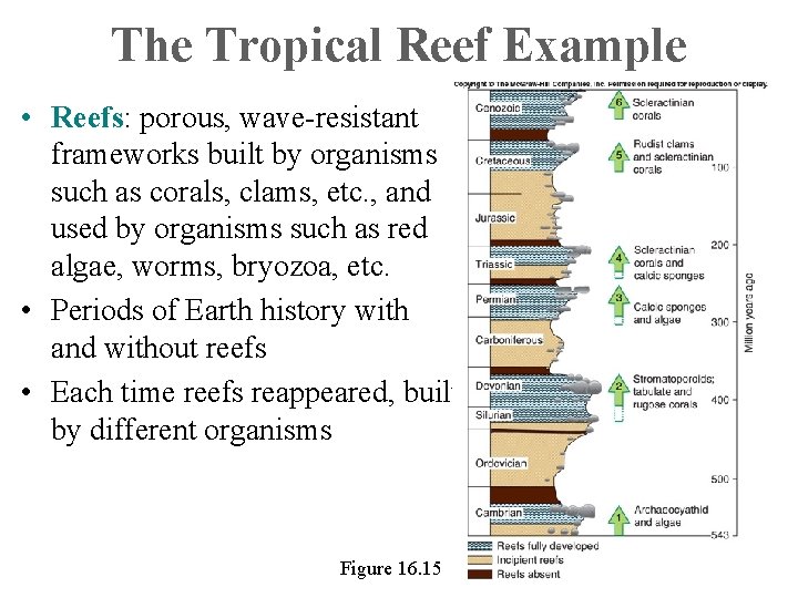 The Tropical Reef Example • Reefs: porous, wave-resistant frameworks built by organisms such as