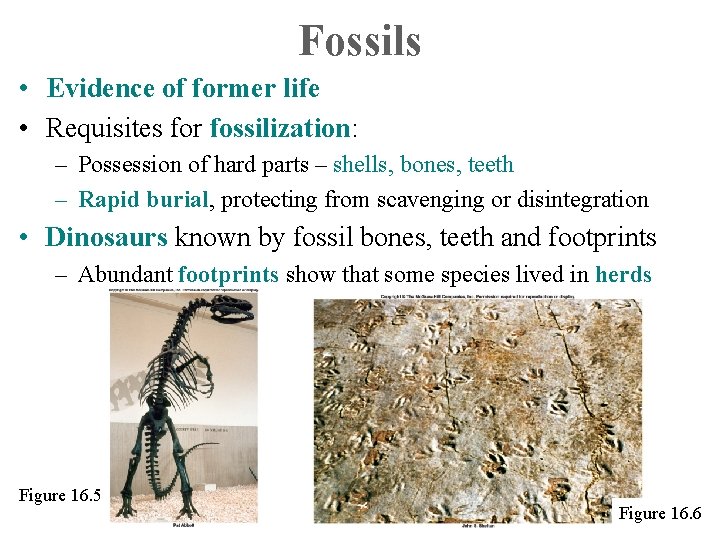 Fossils • Evidence of former life • Requisites for fossilization: – Possession of hard