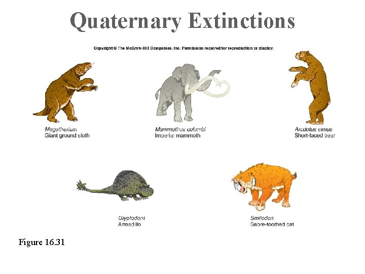 Quaternary Extinctions Figure 16. 31 