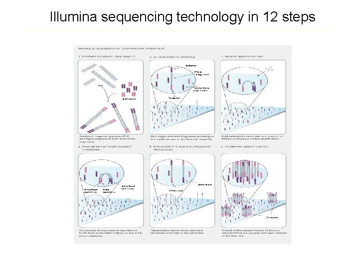 Illumina sequencing technology in 12 steps Source: http: //www. illumina. com/downloads/SS_DNAsequencing. pdf Illumina sequencing technology in 12 steps Source: http: //www. illumina. com/downloads/SS_DNAsequencing. pdf